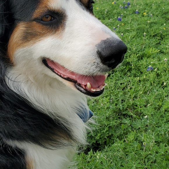 Meet your Posher, Betty - Picture 1 of 1